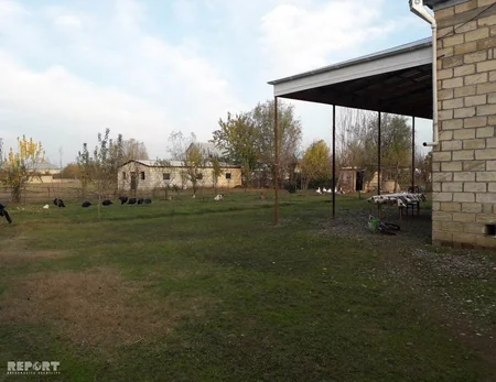Ağcabədidə 17 baş xırda buynuzlu heyvan oğurlanıb - FOTO - VİDEO