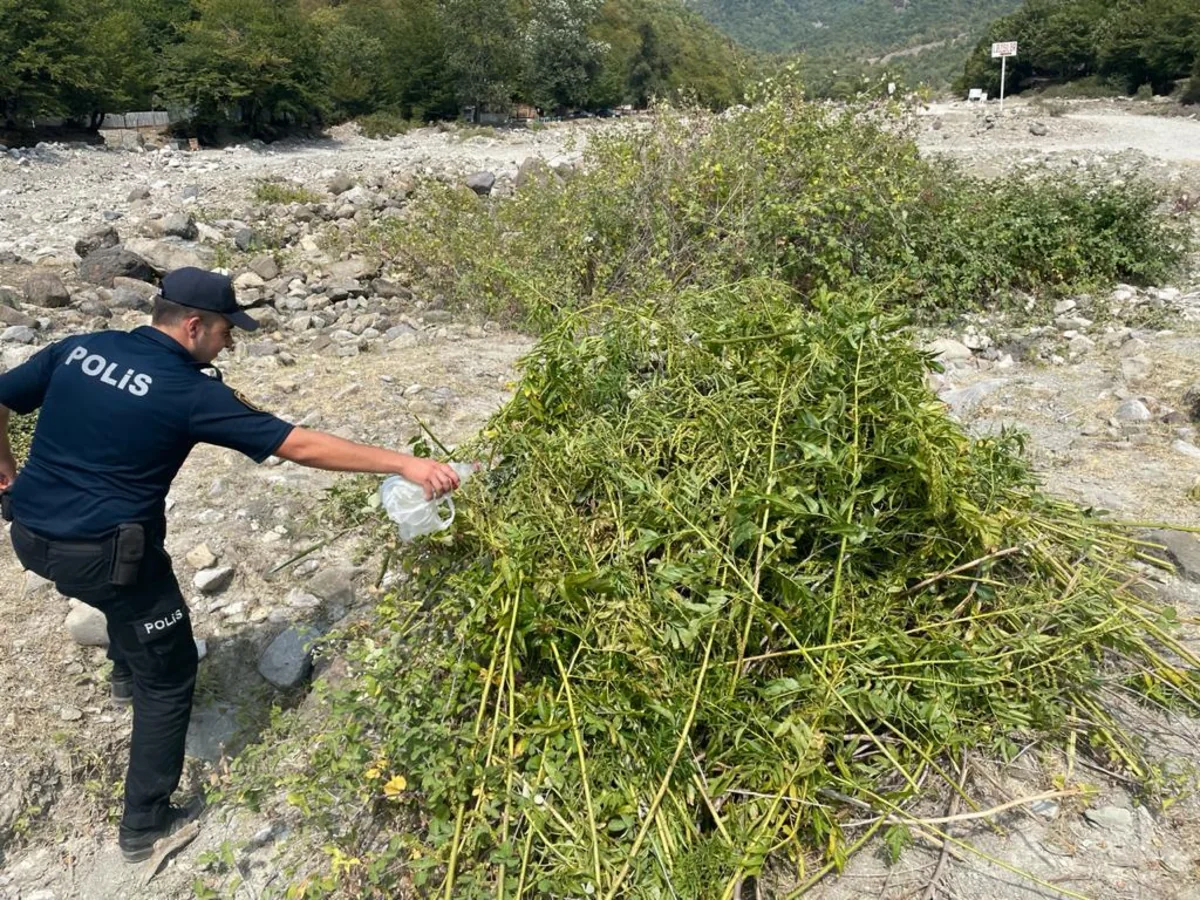 İsmayıllıda 1,5 ton çətənə kolu məhv edilib