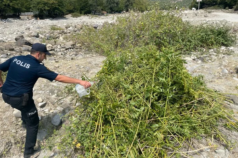 İsmayıllıda 1,5 ton çətənə kolu məhv edilib