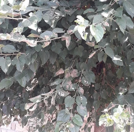 Lənkəranda kiçik tut odlucasına qarşı mübarizə tədbirləri davam etdirilir