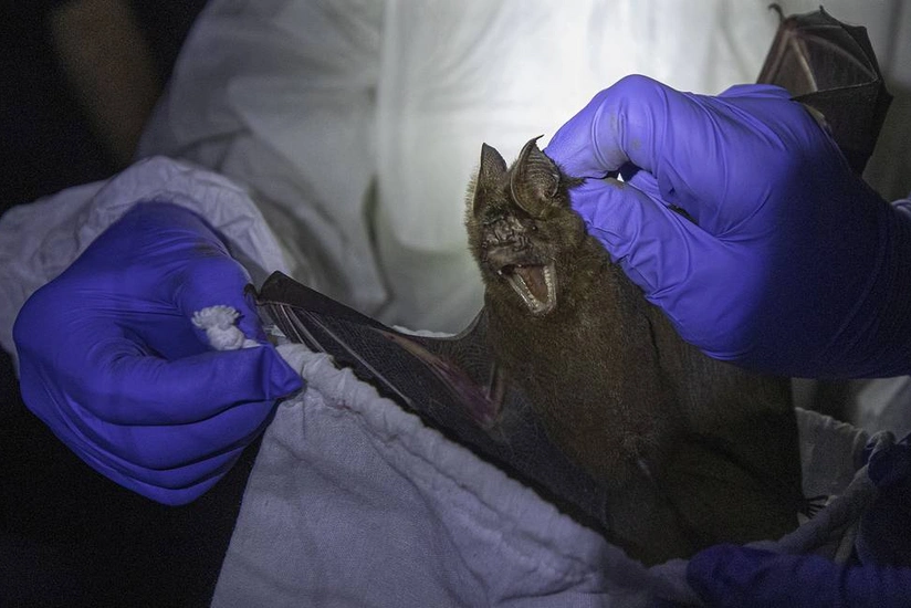 Alimlər koronavirusun daha qədim mənşəyini tapıblar