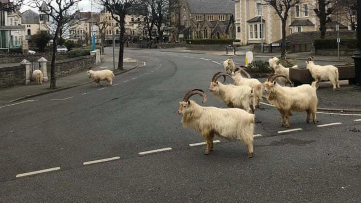 İngiltərədə boş qalmış küçələri dağ keçiləri doldurdu - VİDEO