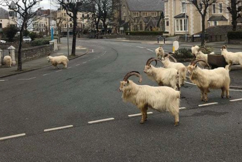 İngiltərədə boş qalmış küçələri dağ keçiləri doldurdu - VİDEO