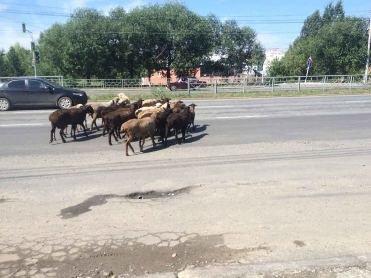 ​Goranboyda baş verən yol qəzasında heyvanat tələf olub