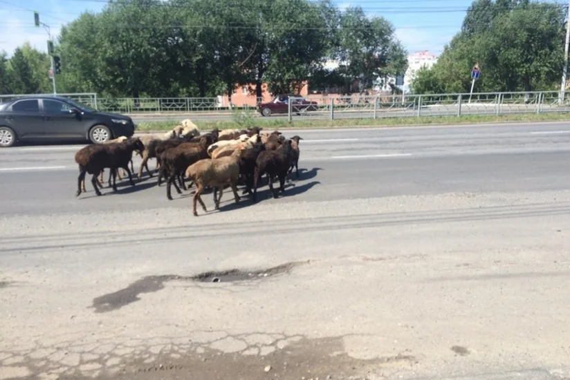 ​Goranboyda baş verən yol qəzasında heyvanat tələf olub