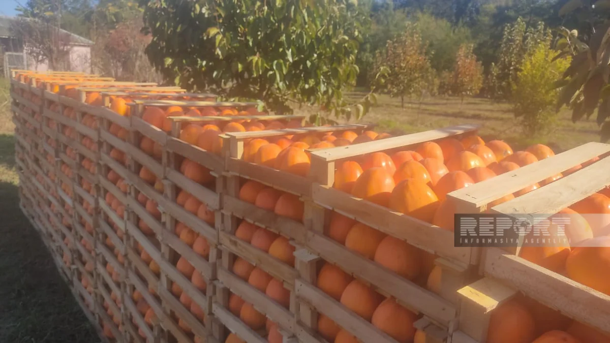 Azərbaycandan Rusiya bazarlarına xurma daşıyan maşınlar sərhəddə gecikir