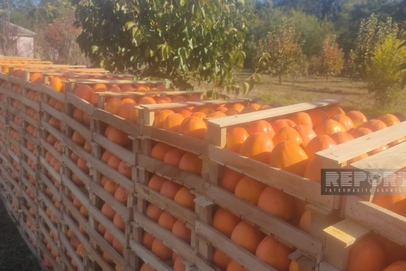 Azərbaycandan Rusiya bazarlarına xurma daşıyan maşınlar sərhəddə gecikir