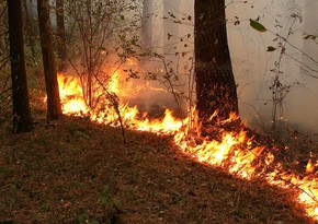 Dashkasan shelling: Fire breaks out in forest