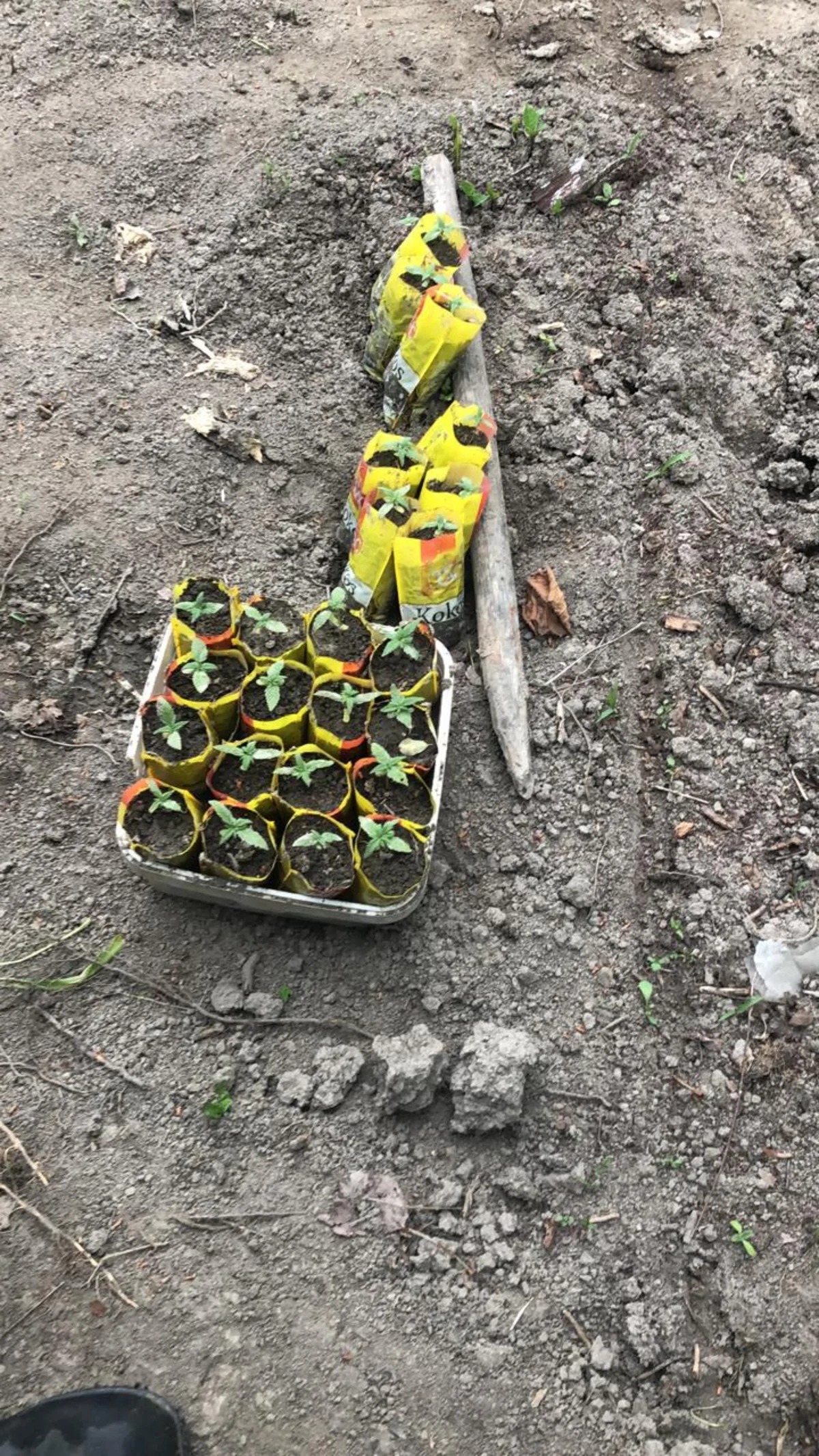 Meşədə narkotik becərən şəxs tutuldu