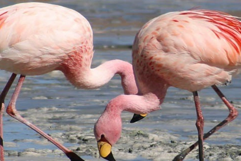 ETSN nadir quş növlərini görmək istəyənləri milli parklara dəvət edib