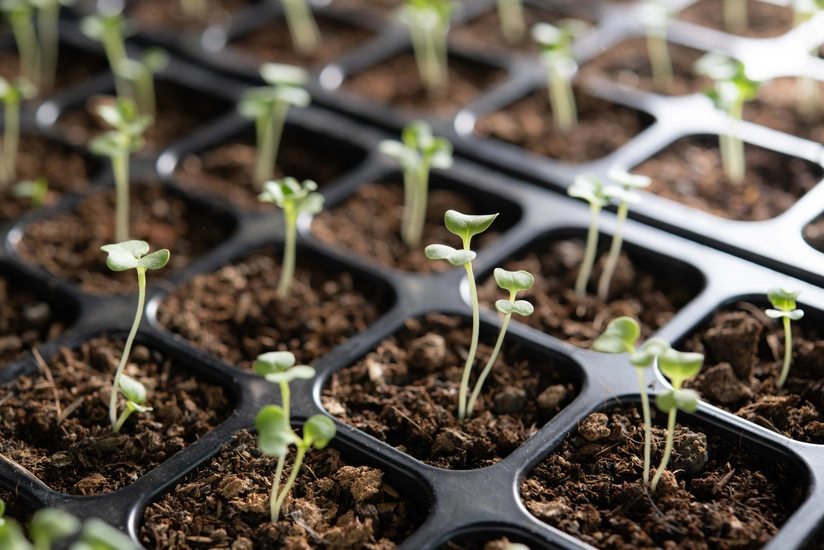 State Seed Fund to more than triple seed imports