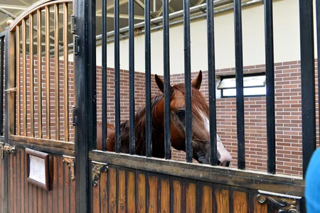 Dünyanın ən gözəl və üstün Qarabağ atları - REPORTAJ