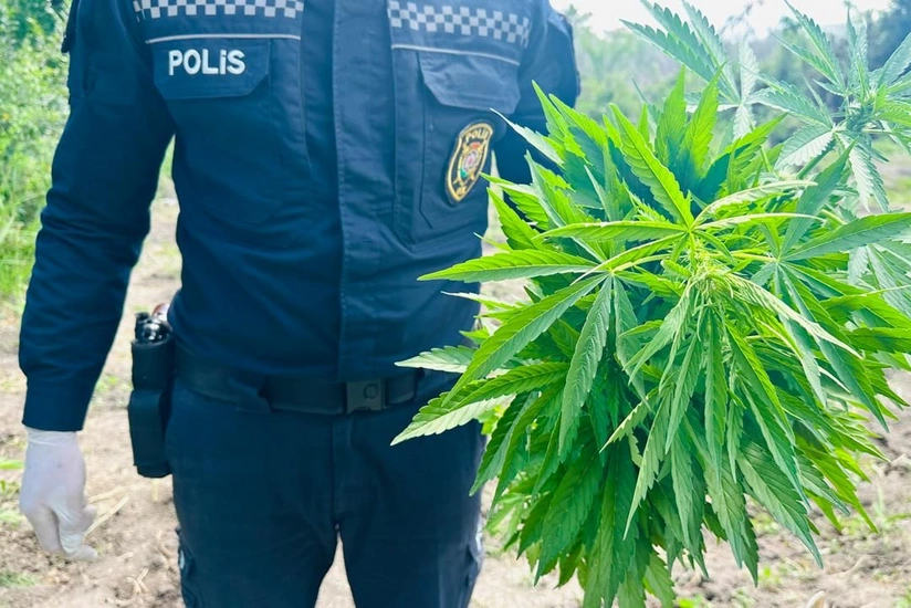 Şəkidə göldə çətənə kolu yetişdirən şəxs saxlanılıb