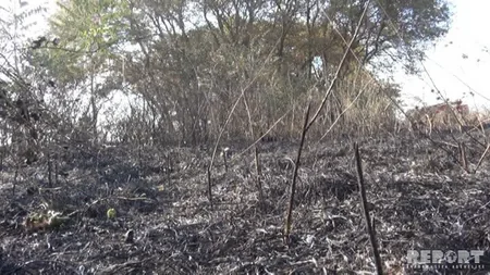 Cəlilabadda yol kənarındakı ağaclar yanıb - FOTO