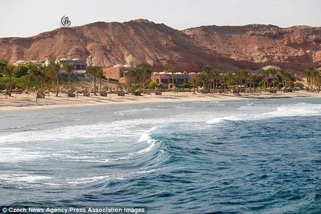 Misirdə Çexiya vətəndaşını köpək balığı parçalayıb