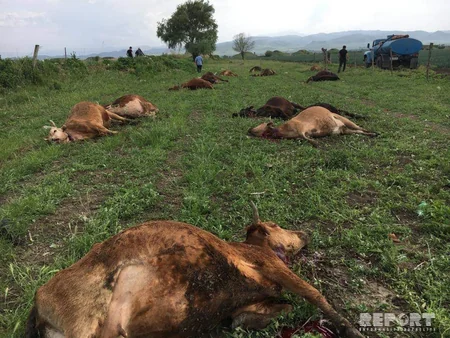 Gürcüstanda azərbaycanlı fermerə məxsus mal-qara arasında kütləvi tələfat baş verib - FOTO