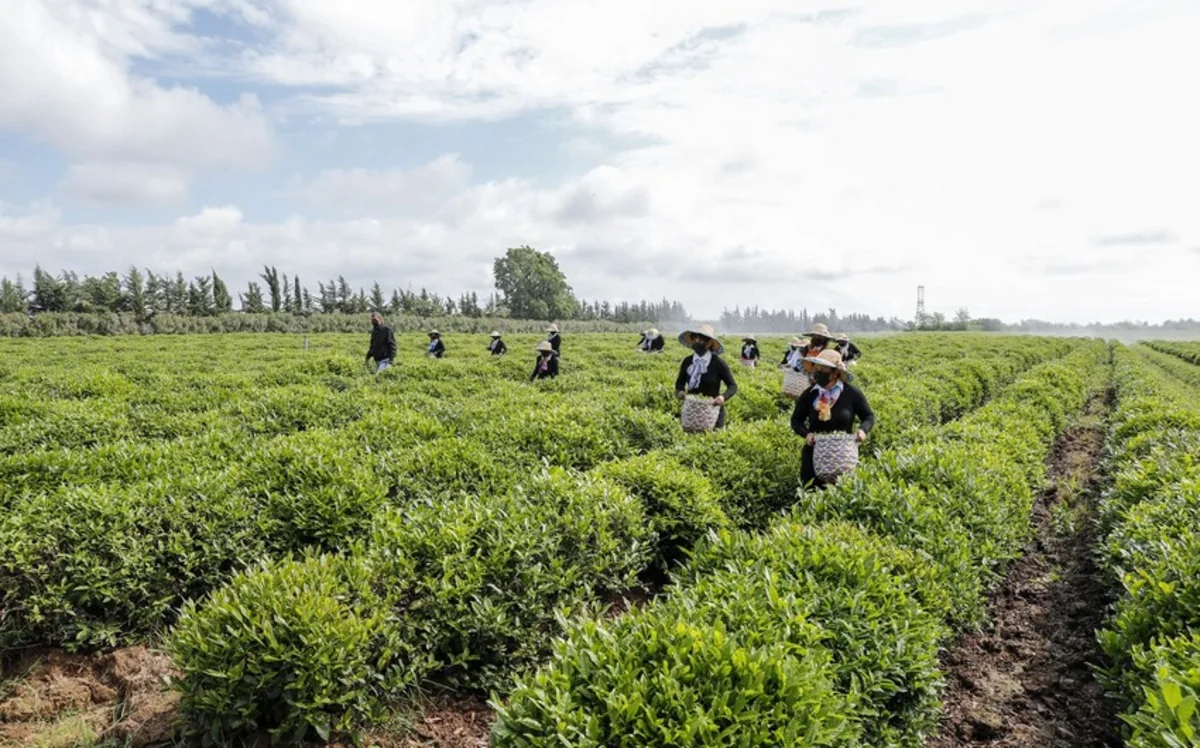 Gürcüstan Azərbaycandan çay idxalını 3 % artırıb