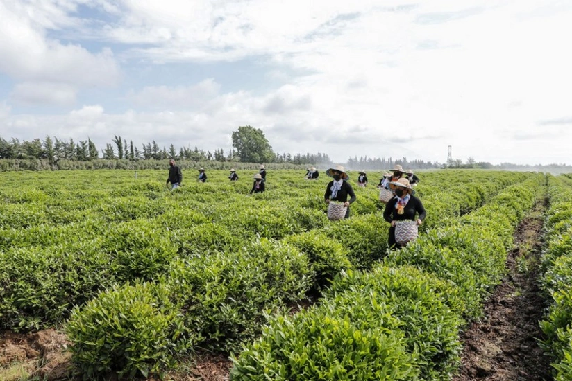 Georgia increases tea imports from Azerbaijan 3%
