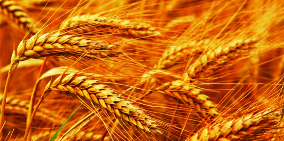 ​Казахстан сократил объем экспорта зерна в Азербайджан