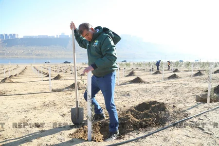 Bakıda genişmiqyaslı ağacəkmə aksiyası keçirilib