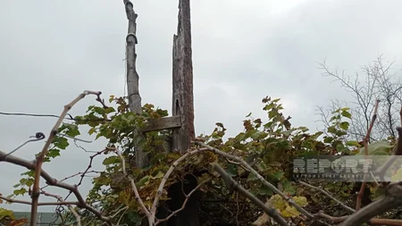 Cəlilabadın Moranlı kəndində işıq dirəkləri çürüyüb, elektrik naqilləri təhlükə mənbəyinə çevrilib - YENİLƏNİB