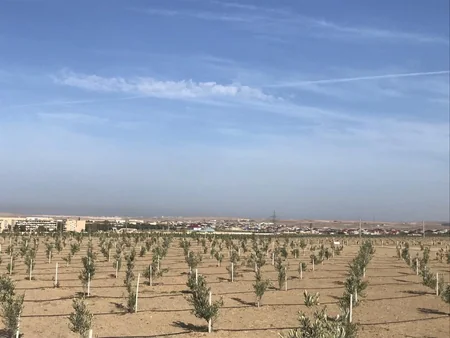 Azərbaycanda payız əkin mövsümü başlayandan 785 mindən artıq ağac əkilib