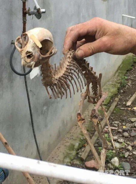 ​Azərbaycanda qəribə heyvan skeleti tapılıb