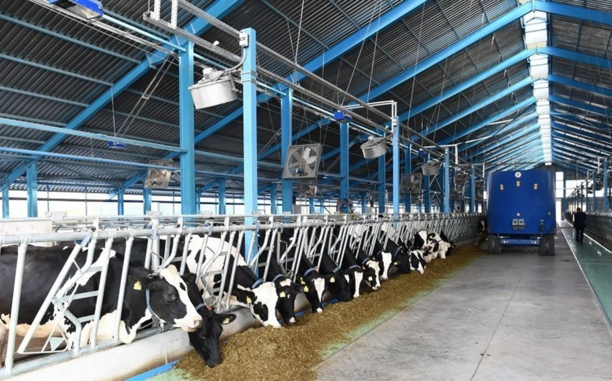 FAO Azərbaycanın ət və süd məhsulları bazarlarına dəstək göstərəcək