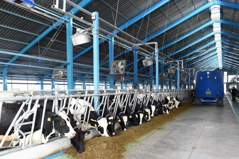 FAO Azərbaycanın ət və süd məhsulları bazarlarına dəstək göstərəcək