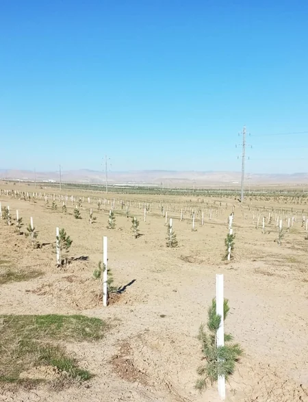 Ölkə üzrə payız ağac əkininə başlanılıb
