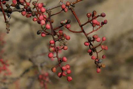 ETSN: Beynəlxalq hüquq müdafiəçilərini təxirəsalınmaz addımlar atmağa çağırırıq