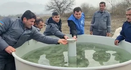 В реки Беситчай и Хекери выпущены мальки рыб