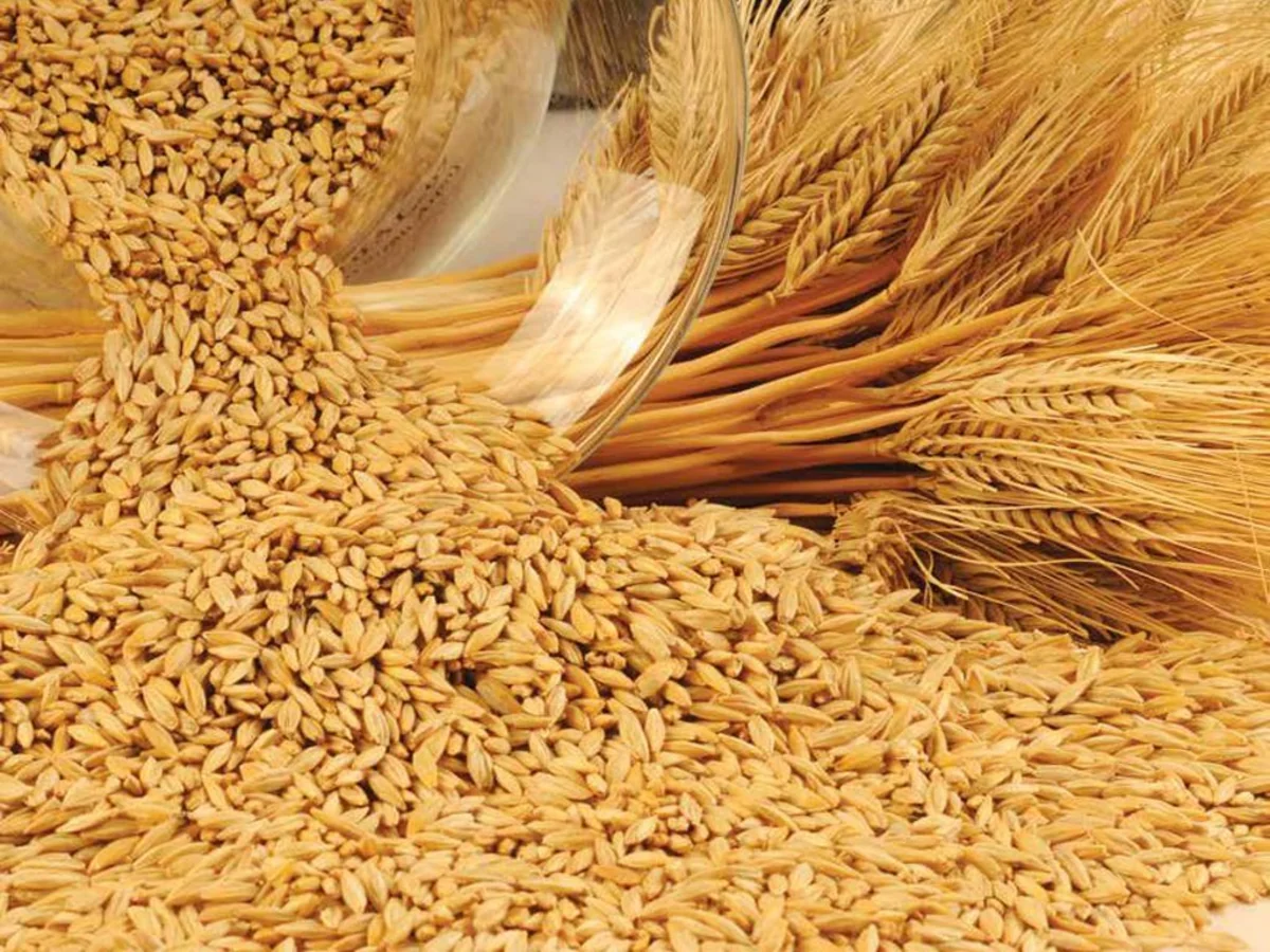 AgriCensus: Dünyada arpa istehsalı ilbəil 10 faiz artır