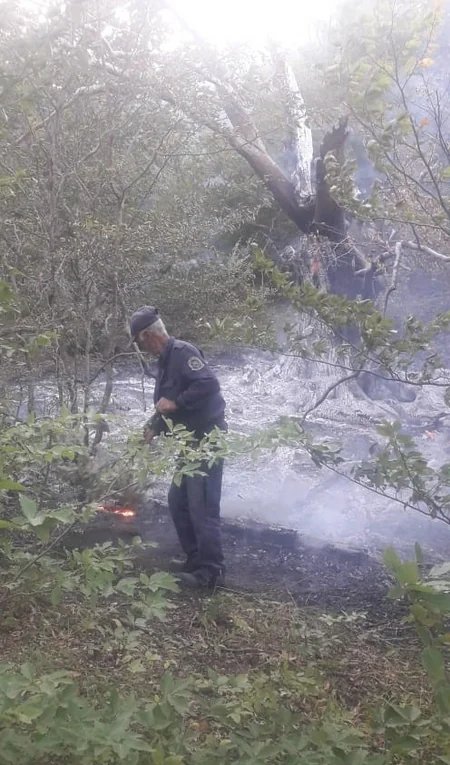 Şabranda meşəni bal yığmaq üçün yandırıblar - RƏSMİ