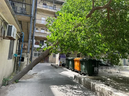 Bakıda qəzalı vəziyyətə düşən ağac sakinlər üçün təhlükəyə çevrilib
