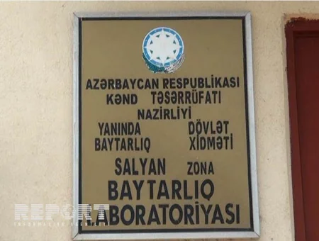 ​Salyanda xırdabuynuzlu heyvanlara brusellyoza qarşı vaksin vurulur