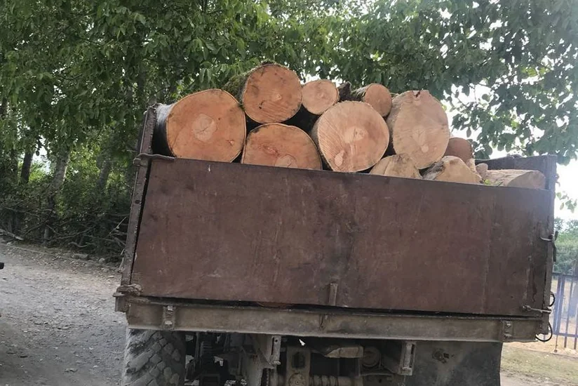 Qəbələdə qanunsuz yolla əldə edilmiş meşə materialı aşkarlanıb