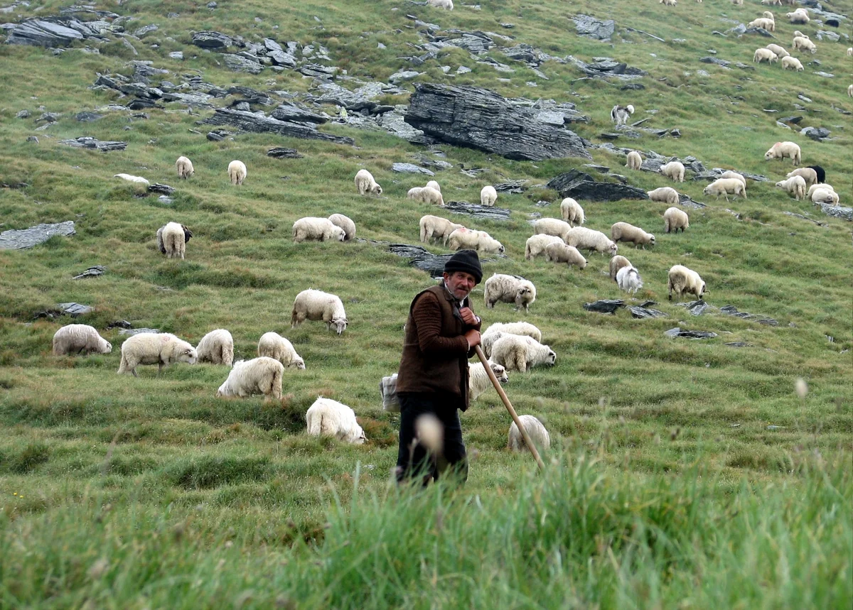 Armenian shepherd went missing on border with Azerbaijan