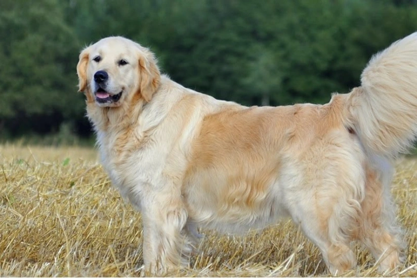 Суд Бразилии впервые признал право собак на компенсацию морального вреда