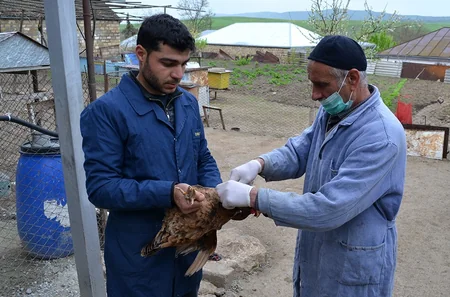 Şamaxıda heyvanlar arasında xüsusi təhlükəli xəstəliklərə qarşı aparılan profilaktik tədbirlər davam etdirilir
