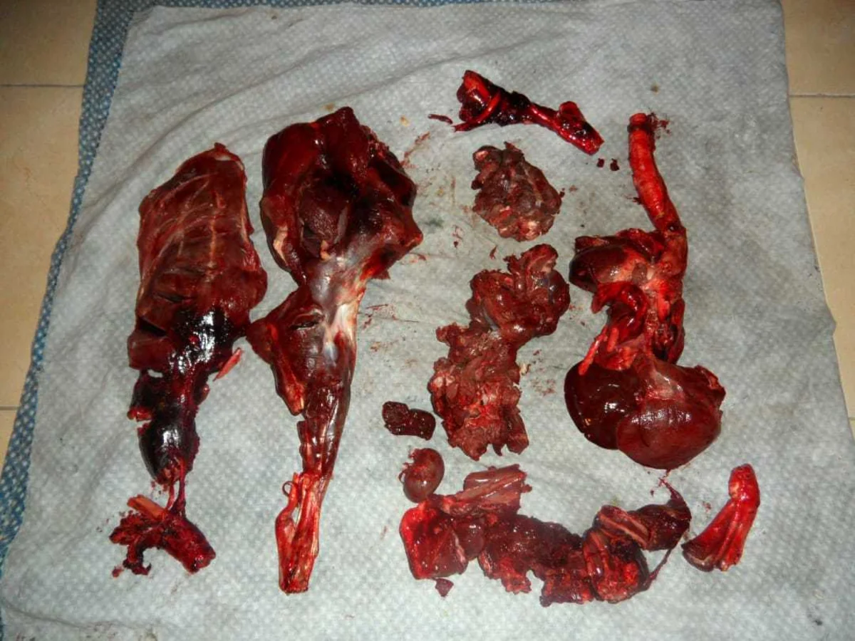 Qubada ceyran ovlayan şəxs saxlanılıb - FOTO