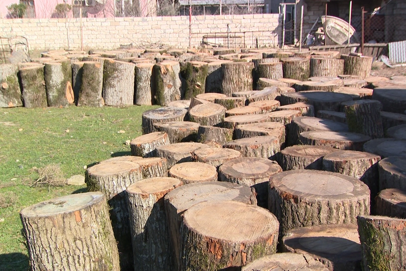 Azərbaycanda 100-150 illik ağacları kəsən dəstə üzvlərinə qarşı əməliyyat keçirilib