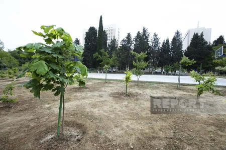 Qarabağdan tinglər gətirib, Bakıda əkə bilərik - Nadir ağaclar parkından REPORTAJ