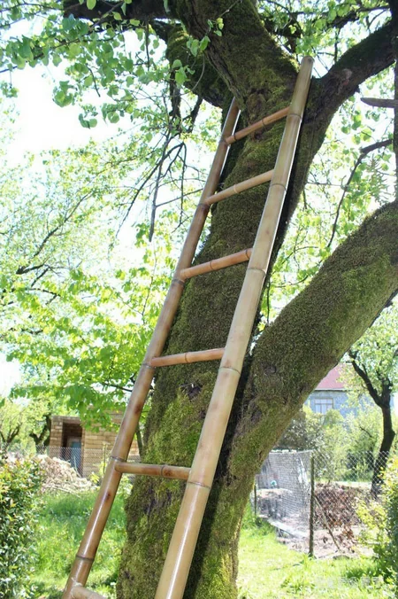 Çörəyi bambukdan çıxır - VİDEOREPORTAJ