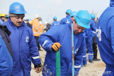 SOCAR növbəti genişmiqyaslı ağacəkmə kampaniyasına start verib - FOTOREPORTAJ