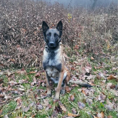 ABŞ Azərbaycana daha 5 minaaxtaran it verib