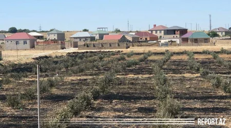 Abşeronda zeytunluq yanıb, zəhərlənən var