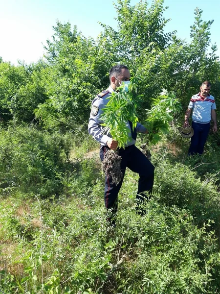 Azərbaycanda 2 hektar sahədə 1 ton narkotik bitki aşkarlandı - VİDEO