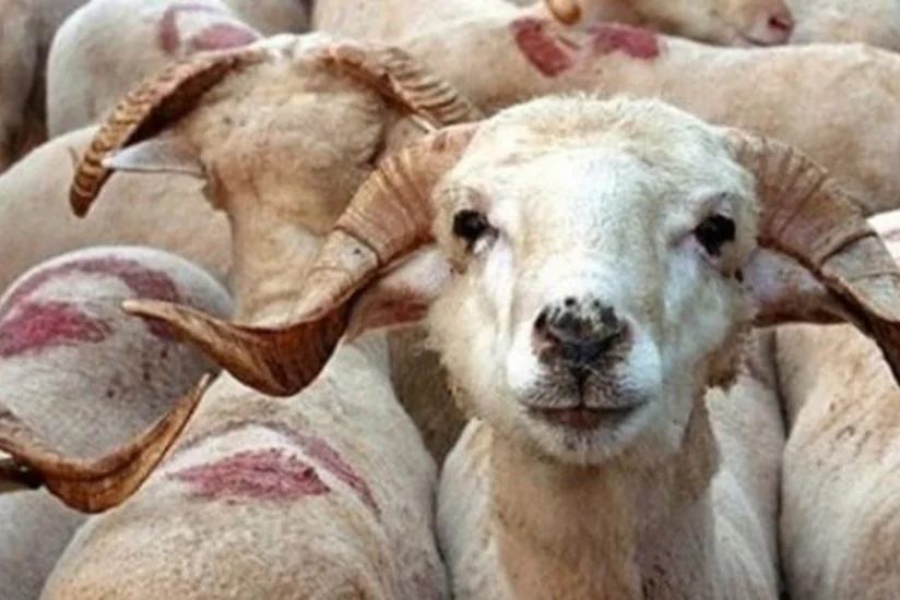Türkiyədə fermerlərin Qurban bayramında sata bilmədikləri heyvanları dövlət alacaq