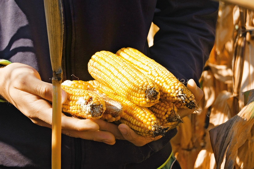 Курская область России экспортировала в Азербайджан более 6 тысяч тонн кукурузы